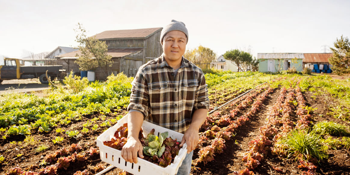 A farmer stands in a field with rows of lettuce.